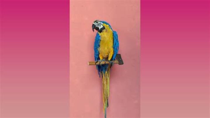 Sol Nieto: The Astounding Mexican Artist